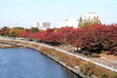 荒子川公園の秋の画像