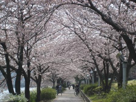 荒子川公園の桜の画像