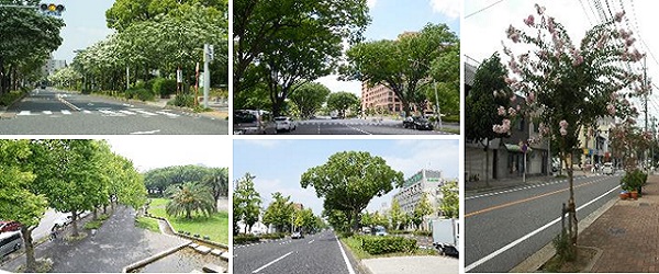 様々な街路樹の写真